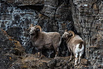 Two male Putorana snow sheep (Ovis nivicola borealis) standing on a rocky ledge, Putoransky State Nature Reserve, Putorana Plateau, Siberia, Russia.