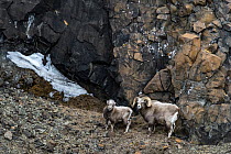 Pair of Putorana snow sheep (Ovis nivicola borealis) standing on rocky mountainside, Putoransky State Nature Reserve, Putorana Plateau, Siberia, Russia.