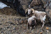 Pair of Putorana snow sheep (Ovis nivicola borealis) standing on rocky mountainside, Putoransky State Nature Reserve, Putorana Plateau, Siberia, Russia.