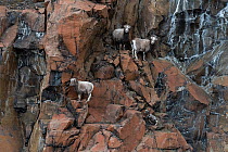 Three female Putorana snow sheep (Ovis nivicola borealis) climbing up rocky mountainside with lamb following, Putoransky State Nature Reserve, Putorana Plateau, Siberia, Russia.