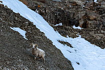 Male Putorana snow sheep (Ovis nivicola borealis) standing on rocky mountainside, Putoransky State Nature Reserve, Putorana Plateau, Siberia, Russia.