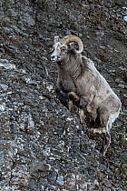 Male Putorana snow sheep (Ovis nivicola borealis) climbing up rocky mountainside, Putoransky State Nature Reserve, Putorana Plateau, Siberia, Russia.