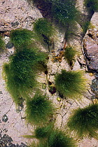 Gut weed (Ulva intestinalis)  Sark, British Channel Islands