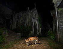 Red fox (Vulpes vulpes) walking through Highgate Cemetery Mausoleum at night, London, UK. August. GDT European Wildlife Photographer of the Year Competition 2022 - Rewilding Europe Award - third place