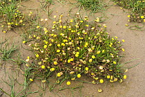 Buttonweed (Cotula coronopifolia), an invasive species native to South Africa and New Zealand, introduced to Europe and North America, growing on sandy beach at Hoylake, Wirral, Merseyside, UK. July.
