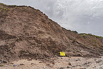 Tidal erosion of Thurstaston cliffs after a long period of heavy rain causing collapsing and mud slides, River Dee Estuary, Wirral, Merseyside, UK. May, 2021.