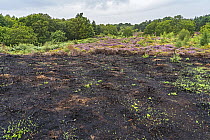 Fire damaged land with signs of regeneration on lowland heath, Thurstaston Common, Wirral, Merseyside, UK. August, 2021.