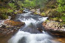 Allt Ruadh river flowing through ancient woodland, Glenfeshie, Cairngorms National Park, Scotland, UK. May.