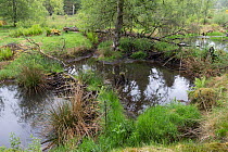 Beaver (Castor fiber) dam on river, Bamff Estate, Perthshire, Scotland, UK.