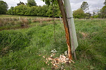 Tree guard, in place to protect tree saplings, from  Beaver (Castor fiber) activity, Bamff Estate, Pertshire, Scotland, UK.
