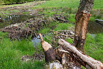 Beaver (castor fiber) dam on river and chewed logs,  Bamff Estate, Perthshire, Scotland, UK.