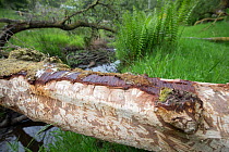 Fallen log with bark stripped by a Beaver (Castor fiber), Bamff Estate, Perthshire, Scotland, UK.