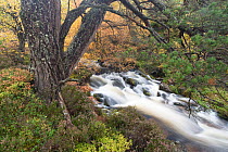 Allt Ruadh flowing through woodland in autumn, Glenfeshie, Cairngorms National Park, Scotland, UK. October.