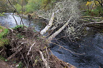 Fallen tree and root-plate across the River Enrick, Loch Ness, Scotland, UK.