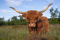 Highland cow in woodland pasture in summer, Cairngorms National Park, Scotland, UK.