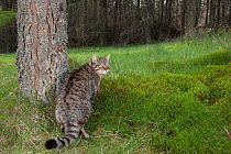 Scottish wildcat (Felis silvestris grampia) in woodland, Angus Glens, Cairngorms National Park, Scotland, UK. May.