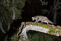 Scottish wildcat (Felis silvestris), possibly a hybrid, hunting in woodland at night, Cairngorms National Park, Scotland, UK.