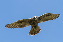 Gyrfalcon (Falco rusticolus) sub-adult, in flight, Scotland, UK.