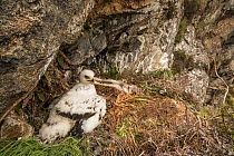 Golden eagle chick (Aquila chrysaetos) aged approximately 5 weeks, on nest on cliff face, Isle of Lewis, Western Isles, Scotland, UK. June.