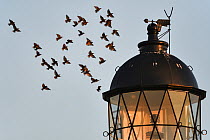 Flock of Starlings (Sturnus vulgaris) coming in to land on top of Chanonry Point lighthouse at dawn, Moray Firth, Scotland, UK. July.