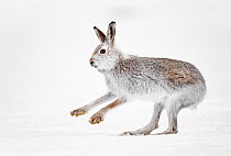 Mountain hare (Lepus timidus) running on a mountain snowfield, Tomatin, Highlands, Scotland, UK. March.