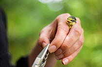 Ecologist ringing a Blue tit (Cyanistes caeruleus) chick as part of a population survey, Inverness, Scotland, UK. June. Model released.