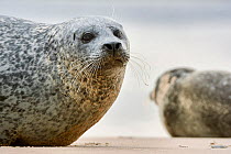 Two Common seals (Phoca vitulina) resting on a sandbank, Findhorn Bay, Moray Firth, Scotland, UK. March.