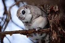 Siberian flying squirrel (Pteromys volans orii) cleaning its whiskers while grooming itself. Hokkaido, Japan. February.