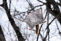 Siberian flying squirrel (Pteromys volans orii) gliding through forest. Hokkaido, Japan. February.
