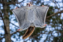Siberian flying squirrel (Pteromys volans orii) flying directly over photographer. Hokkaido, Japan. February.