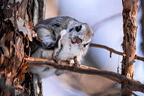 Siberian flying squirrel (Pteromys volans orii) enjoying good scratch in early winter morning. Hokkaido, Japan. March.