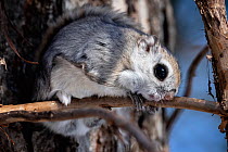Siberian flying squirrel (Pteromys volans orii) scratching his face on branch while grooming himself early in morning. Hokkaido, Japan. March.