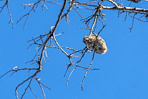 Siberian flying squirrel (Pteromys volans orii) perched at top of twenty meter Japanese elm tree (Ulmus davidiana var. japonica) early in morning. Hokkaido, Japan. March.