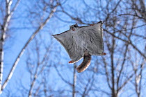 Siberian flying squirrel (Pteromys volans orii) gliding through forest early in morning. Hokkaido, Japan. March.
