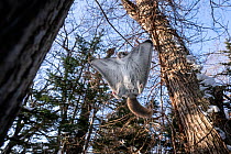 Split-second prior to Siberian flying squirrel (Pteromys volans orii) landing on tree, adjusting its attitude in mid-flight toward relatively vertical position to reduce speed and folding its wings in...