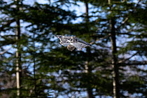 Siberian flying squirrel (Pteromys volans orii) carrying small branch of Japanese elm (Ulmus davidiana var. japonica) back to its nest. This branch is take-away meal for enjoyment back home. Hokkaido,...
