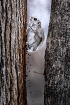 Composite image showing Siberian flying squirrel (Pteromys volans orii) defecating for duration of about twenty seconds after emerging from nest to forage. Hokkaido, Japan. March.
