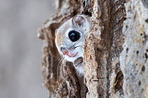 Siberian flying squirrel (Pteromys volans orii) peeking out from its nest, just before emerging for evening of foraging in treetops. Hokkaido, Japan. March.