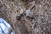 Male Siberian flying squirrel (Pteromys volans orii) inside nest heat-butting potential rival male that was looking into nest with objective of gaining access to female inside. Hokkaido, Japan. March.