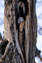 Siberian flying squirrel (Pteromys volans orii) resting in secure spot in late afternoon. Hokkaido, Japan. March.