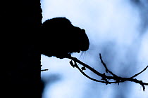 Silhouetted Siberian flying squirrel (Pteromys volans orii) perched on small branch moments after emerging from nest after sunset to forage at night. Hokkaido, Japan. March.