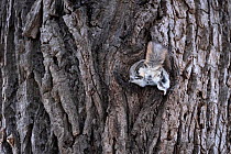 Male Siberian flying squirrel (Pteromys volans orii) attempting to enter nest with female inside during reproductive season but stopped mid-way then rejected. Hokkaido, Japan. March.