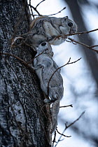 Pair of Siberian flying squirrel (Pteromys volans orii) emerging from nest at dusk. The female seated above is entering estrus. The male is checking her readiness for mating. Hokkaido, Japan. March.