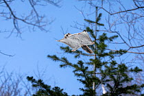 Siberian flying squirrel (Pteromys volans orii) gliding through canopy on a sunny day. Hokkaido, Japan. March.