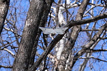 Siberian flying squirrel (Pteromys volans orii) gliding through trees. Hokkaido, Japan. March.
