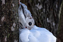 Siberian flying squirrel (Pteromys volans orii) leaning down to consume snow for moisture. Hokkaido, Japan. February.