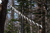 Composite image showing landing sequence of Siberian flying squirrel (Pteromys volans orii), covering distance of about four meters in less than half a second. Hokkaido, Japan. February.