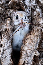 Female Siberian flying squirrel (Pteromys volans orii) consuming small branches of Erman's birch tree (Betula ermanii) that it has brought back to nest as takeaway meal. Hokkaido, Japan. February...