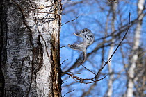 Siberian flying squirrel (Pteromys volans orii), split-second prior to landing on tree trunk, stretching forward to brace for impact. Hokkaido, Japan. February.