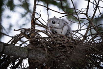 Siberian flying squirrel (Pteromys volans orii) plucking out and consuming male catkins of Erman's birch (Betula ermanii) from stashed food in unused bird's nest. Unusual behaviour. Hokkaido...